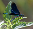 Calopteryx virgo